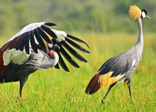 Home 12 Days Exclusive Uganda Safari