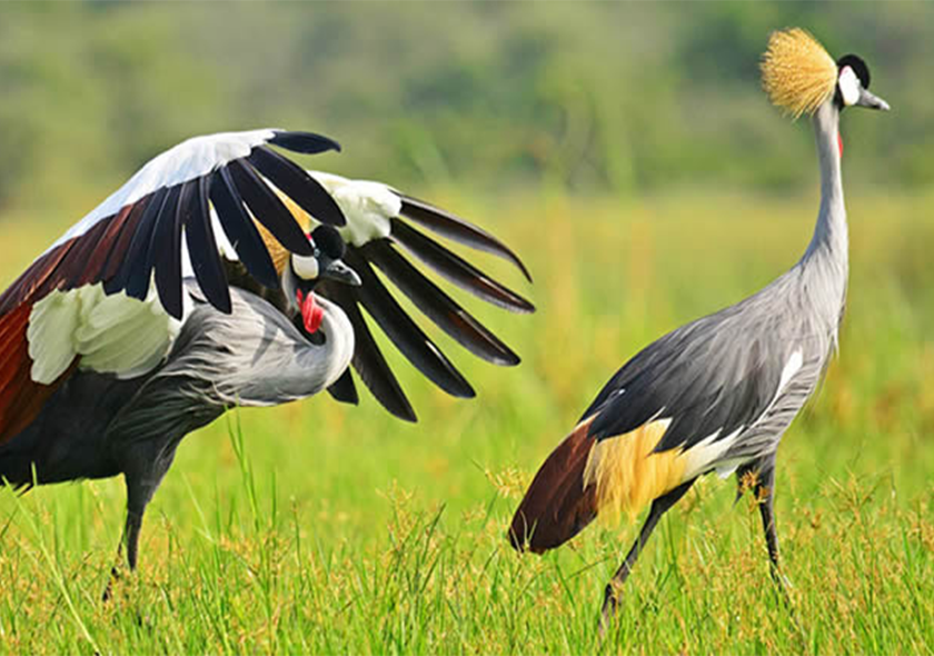 Home 12 Days Exclusive Uganda Safari