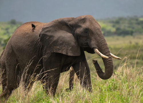 Queen Elizabeth National Park: A Wildlife Lover’s Dream