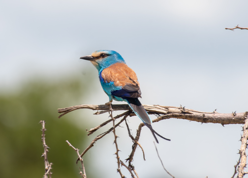 Birdwatching in Uganda