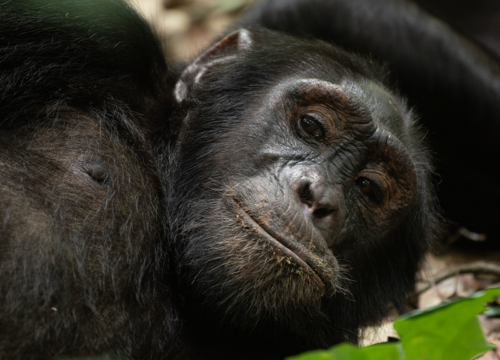 3-Day Gorilla Trekking Tour Package