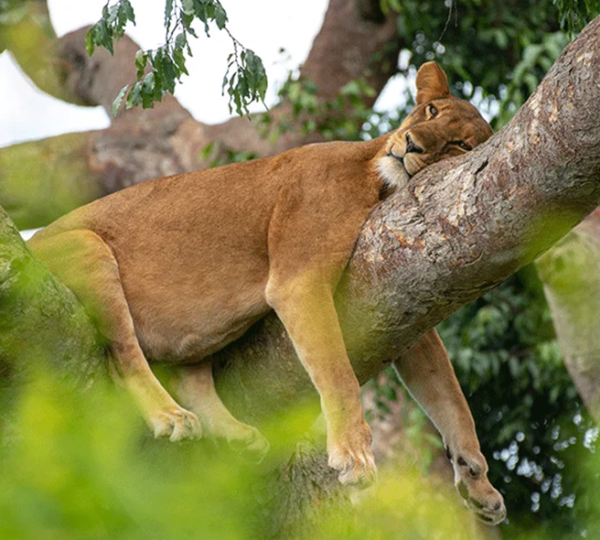 Discover Uganda
