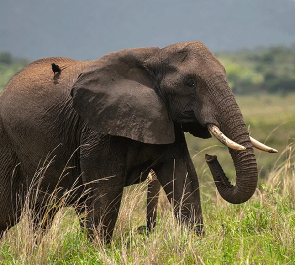 Discover Uganda