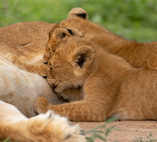 Discover Uganda