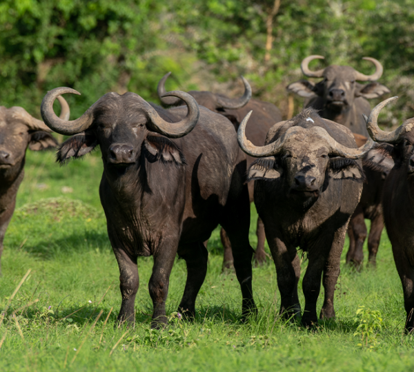 Discover Uganda