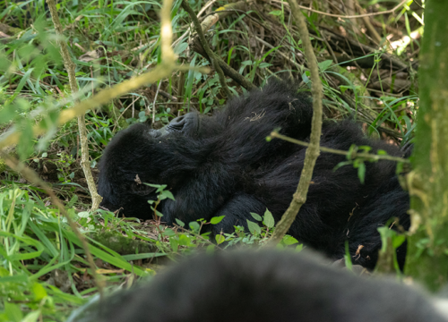 6-Day Rwanda Adventures – Great Apes & Lake Kivu