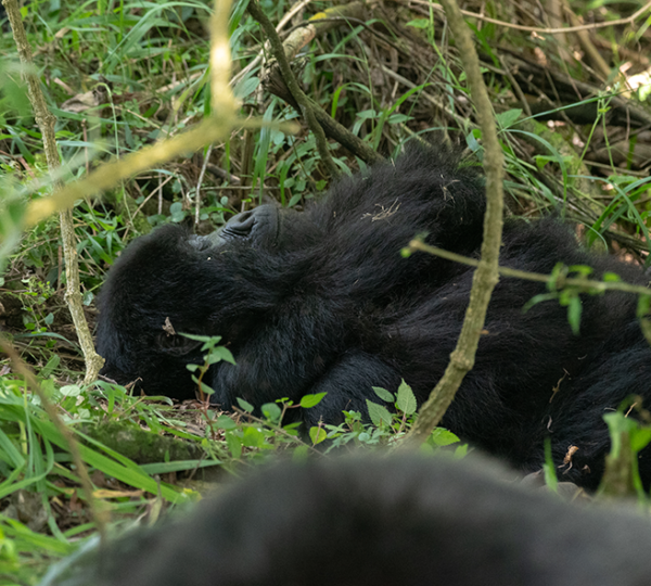 Discover Uganda