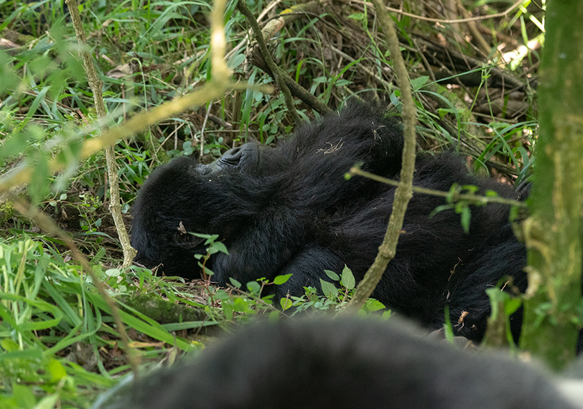 6-Day Rwanda Adventures – Great Apes & Lake Kivu