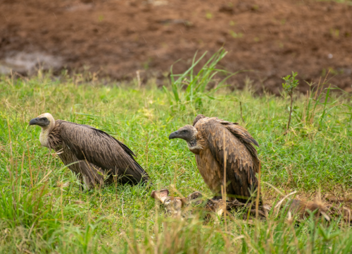 Home 7 Days Birding in Uganda