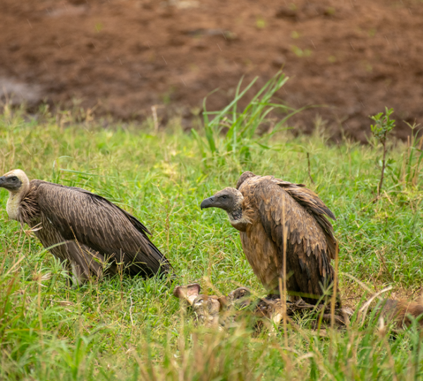 Discover Uganda