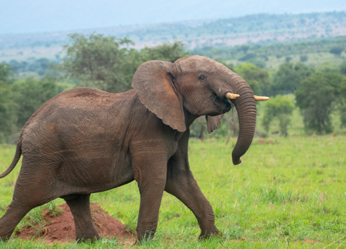 3 Days Wildlife Encounter to Queen Elizabeth National Park.