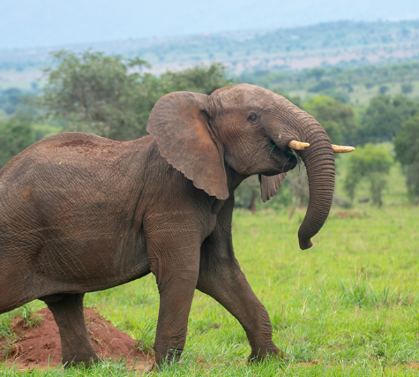 Discover Uganda
