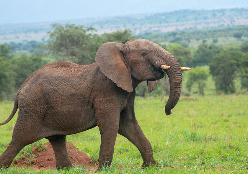 3 Days Wildlife Encounter to Queen Elizabeth National Park.
