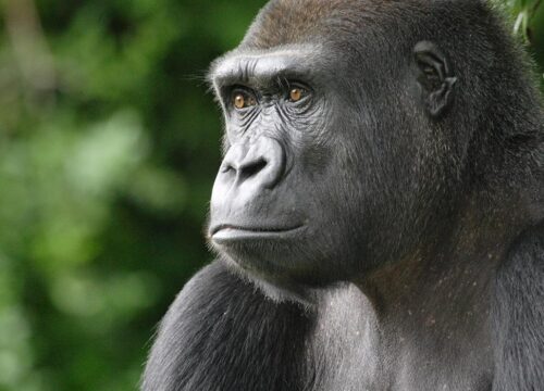 Uganda: The Pearl of Africa Awaits